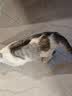 好主人（CARE）金装好主人成猫通用全价无谷冻干【体态管理】鸡鱼味成猫粮4.6斤 实拍图