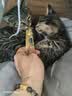 多特思高肉含量全价主食猫条成猫幼猫湿粮小金条混合口味15g*200条 实拍图