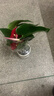 叹为观止18种吊兰任你选金边吊兰各种盆栽花卉客厅垂吊桌面植物净化空气 特级红掌【陶瓷盆】 含盆 实拍图