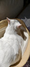 疯狂的主人猫砂盆半封闭式猫厕所防外溅猫沙盆盆猫咪猫屎带铲子 实拍图