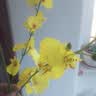 爱已装糖仿真花绿植假花花瓶插花diy花束塑料花客厅摆件装饰花跳舞兰1束 实拍图