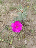 蓝月亮彩色衣物色渍净 柠檬香1.2kg*2瓶 护色除菌去污去黄 校服婴儿可用 实拍图