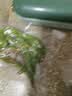 康佳真空封口机干湿两用全自动大功率不挑袋家用野餐露营大吸力自动抽真空机食品保鲜零食包装冷冻 【洋气绿】大号50+小号50 实拍图
