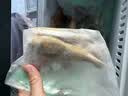 三都港 冷冻海捕小黄鱼700g 24-29条 黄花鱼 深海鱼 生鲜 鱼类 烧烤食材 实拍图