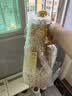鲁花【保真菜籽油】低芥酸特香菜籽油 2L 物理压榨【京东品酒会同款】 实拍图