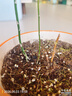 德沃多植物营养土通用8L园艺养花土种菜花卉盆栽多肉种植土 实拍图