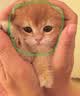 贝初众猫窝保暖冬季半封闭式狗窝小型犬可拆洗猫屋大号四季通用猫窝猫床 风铃蓝 小号【建议8斤内】 加倍填充不塌陷|四季通用 实拍图