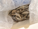 东上御品虾 青岛大虾基围虾鲜活青虾白虾海虾对虾冰虾冻虾生鲜 虾类 海鲜 3斤(净重)  气冻大虾【活虾速冻】 15-18cm【单只超大虾】 实拍图