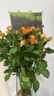 玫瑰百合向日葵云南鲜花生活鲜花昆明鲜花花束源头直发鲜花速递2 多头玫瑰橙色芭比5枝 实拍图