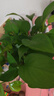 京东绿植绿萝盆栽除甲醛花卉绿植办公室新房净化空气180加仑2盆装源头直 实拍图