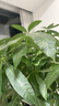 史丹利发财树营养液肥料专用肥防治黄叶枯叶烂根室内盆栽植物通用500ml 实拍图