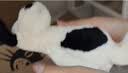 Jellycat拉弗荻小狗海盗狗黑白小狗毛绒玩偶安抚玩具送礼七夕情人节礼物 拉弗荻小狗 Small 实拍图