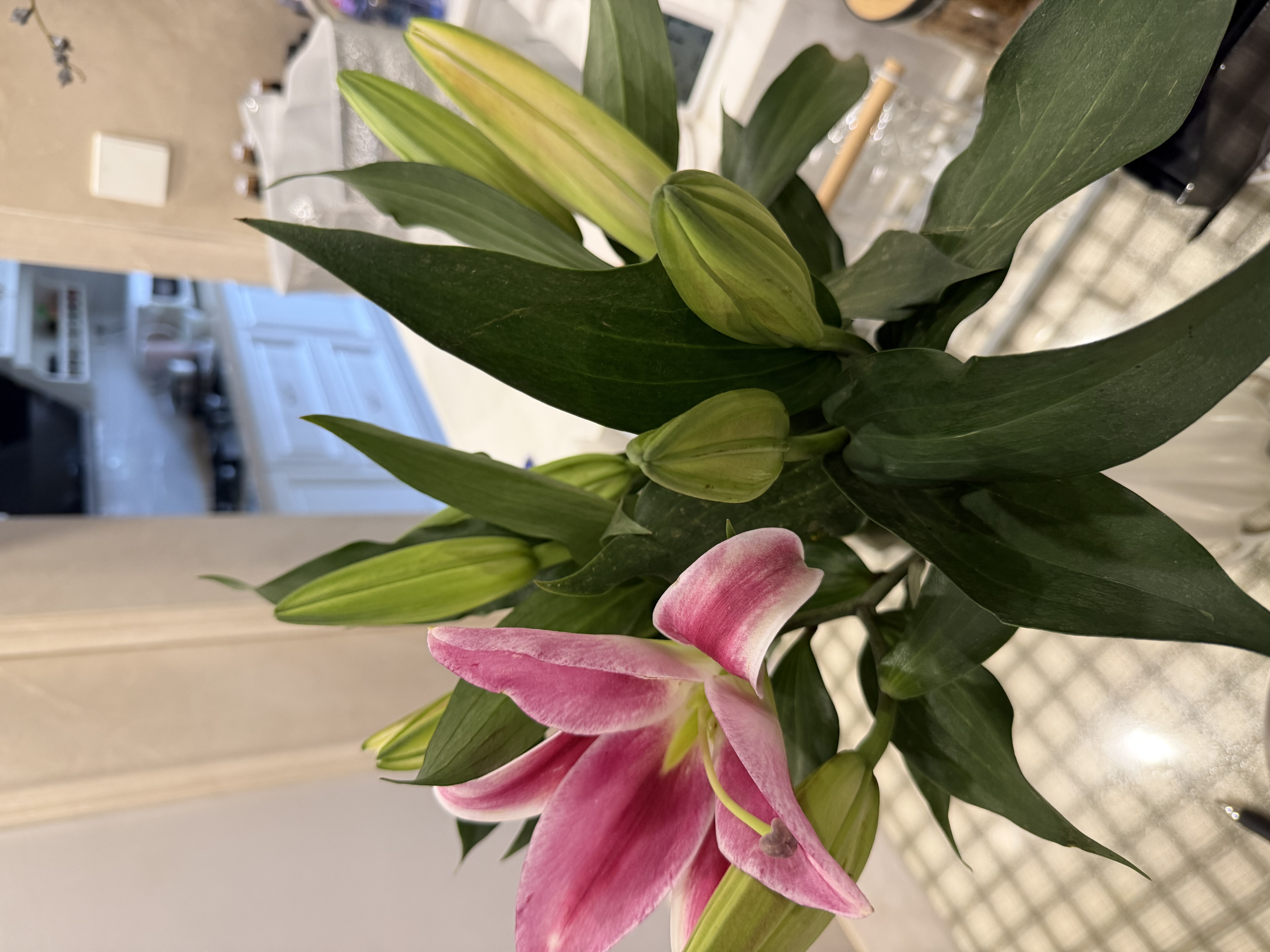 悦多彩AB级优质香水百合 家庭办公室各色生活鲜花 昆明基地 现采直发 随机单色百合10朵（双头5枝） 实拍图