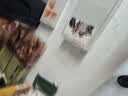 冠能猫泌尿道健康全价处方粮猫粮成年猫 助减结石形成1.5kg*2官方正品 实拍图