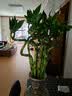 花行榜水培植物富贵竹转运竹子室内客厅招财绿植花卉盆栽节节高源头直发 实拍图