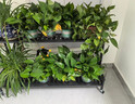 京东绿植绿萝盆栽除甲醛花卉绿植办公室新房净化空气180加仑2盆装源头直 实拍图