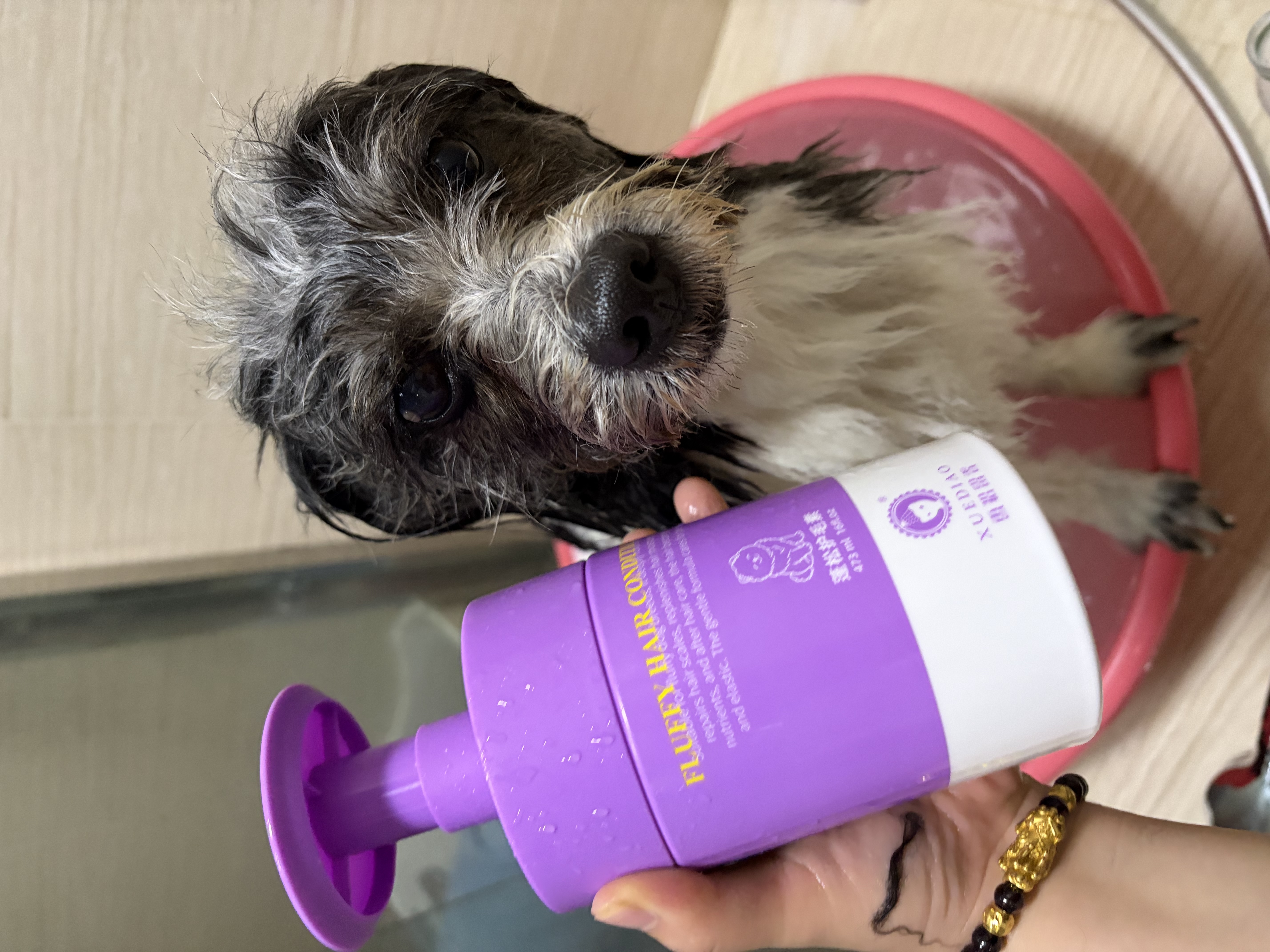 雪貂留香宠物沐浴露 泰迪比熊柴犬萨摩耶专用蓬松柔顺狗狗浴液 蓬松护毛素 实拍图