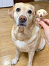 皇家狗粮老年成犬狗粮犬粮宠物大型犬SGR26全价犬粮≥5岁15KG 实拍图