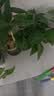 奥美优加仑盆花盆家用大号树脂透气防烂根塑料种植盆栽盆带托盘一体加厚 实拍图