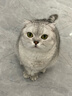 pidan混合豆腐猫砂 除臭结团经典款豆腐膨润土皮蛋猫砂2.4kg*8包 实拍图