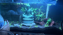 尼特利（NETLEA）水草泥鱼缸净水营养土水族养鱼水藻泥免水洗种植土草缸底砂 一代-自然粒 9L 实拍图