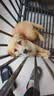憨憨宠 狗笼 狗笼子中大型犬小型犬带厕所加粗加固金毛拉布拉多方管笼子 升级六面全方管110*75*90cm 90斤内适用 实拍图