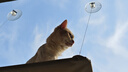 京东京造猫粮鸡肉味全价成猫粮10kg三文鱼肉营养美毛长肉质检流浪救助 实拍图