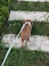 凯锐思 贵宾泰迪狗粮 小型犬粮成幼犬通用型天然奶糕宠物狗粮囤货装 【助益免疫】贵宾幼犬专用 2kg 实拍图