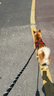 高悠派 狗狗牵引绳中大型犬背心式胸肩背带拉布拉多狗绳宠物通用 实拍图