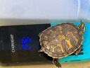 创宁 鱼缸变频加热棒 CN-005-50W 自动恒温 乌龟小型迷你加温器 实拍图