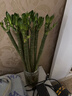 花翁富贵竹水培绿植招财转运室内客厅水养花卉盆栽植物文昌竹源头直发 实拍图