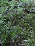 寿禾 格桑花种子种苗波斯菊花种籽 潍丰矮韵格桑花种子(矮秆型)1500粒 实拍图