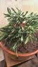 【特价清仓】花盆陶瓷大口径花卉盆栽紫砂陶土家用透气花盆批发 陶瓷花盆口径32cm（1个盆）送托盘 实拍图