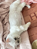 易简（yijan）理发器宠物剃毛器狗狗猫咪推子电推剪脚毛修剪全身推毛器 实拍图
