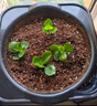德沃多50L植物营养土蔬菜瓜果土种菜有机土壤泥炭土绿植盆栽种植土椰糠 实拍图