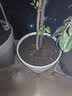 绿盼 大号颗粒陶粒5L花用垫底花盆保水园艺养花基质铺面回填填充材料 实拍图