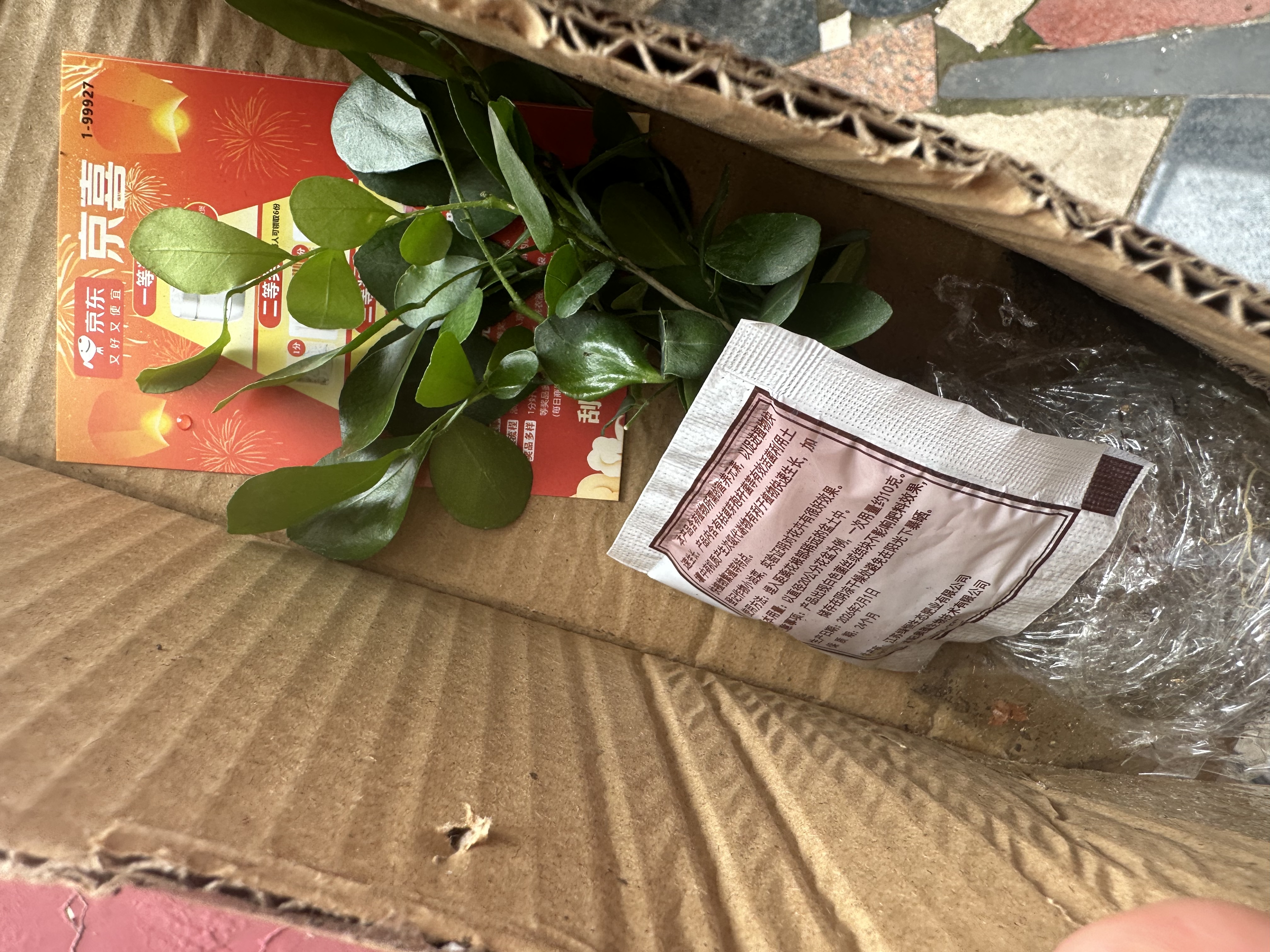 九里香盆栽浓香水培植物四季好养树苗室内好养花卉驱蚊竹柏绿植 【实惠】九里香5-8颗 送肥料 实拍图