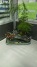 叹为观止文竹盆栽桌面小绿植办公室内盆景植物桌面观赏 文竹+树根盆+摆件底托+网草 实拍图