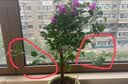 行湘三角梅盆栽花卉观花植物紫色三角梅周长约2CM粗不含盆 源头直发 实拍图