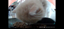 小佩AI宠物智能自动双子星喂食器可视版2代 多猫识别(支持鸿蒙智联) 实拍图