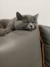 皇家英短成猫粮 BS34 通用粮 12月以上 4.5KG 实拍图