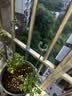 绿园匠花卉爬藤架植物防倒伏支撑杆玻纤固定盆栽护花叶花支架48厘米10支 实拍图