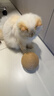 HELLOJOY猫玩具剑麻球超大号猫咪自嗨解闷神器耐咬球逗猫玩具 米色12CM 实拍图