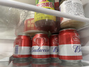 百威啤酒mini红罐淡色拉格255ml*12小罐整箱装京东自营喜酒端午送礼 实拍图