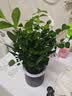 九里香盆栽浓香水培植物四季好养树苗室内好养花卉驱蚊竹柏绿植 九里香原装+轻奢烟灰自吸盆 送肥料 实拍图