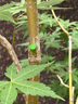 GERTHRON德国【冠军推荐】植物树木果树伤口愈合剂涂切口盆景果树苗木伤愈 专业植物树木伤口愈合剂 500g 1瓶 【热销爆款】促进树木伤口愈合 实拍图