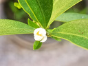 艺福堂花草茶 精选桂花50g 金桂新干花可熬酱 无熏硫食用养生泡酒搭红茶 实拍图