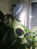精忠报国植物补光灯大棚蔬菜花卉led室内绿植专用仿太阳全光谱园林生长灯 【仿太阳全光谱补光灯】白-30W 配3米灯头线 实拍图