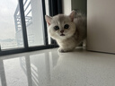 麦德氏四合一配方羊奶粉300g 宠物幼犬狗狗幼猫新生猫咪泰迪通用 实拍图