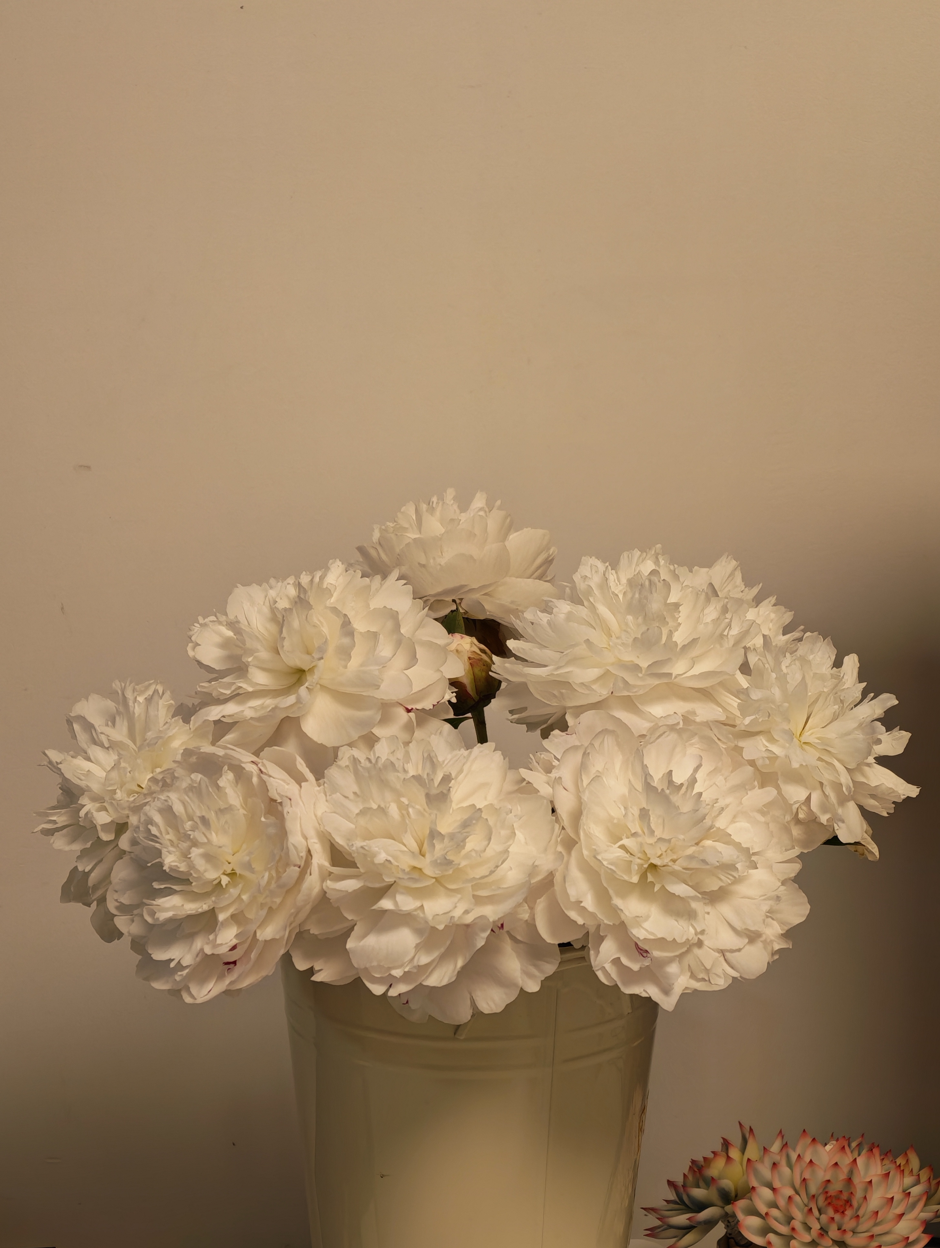 山东菏泽芍药鲜花花束重瓣大花苞基地直发鲜切花【全色系】 芍药-杨贵妃出浴【花苞/支2.5-3.0公分】 【10支】长度/支45公分以上 实拍图